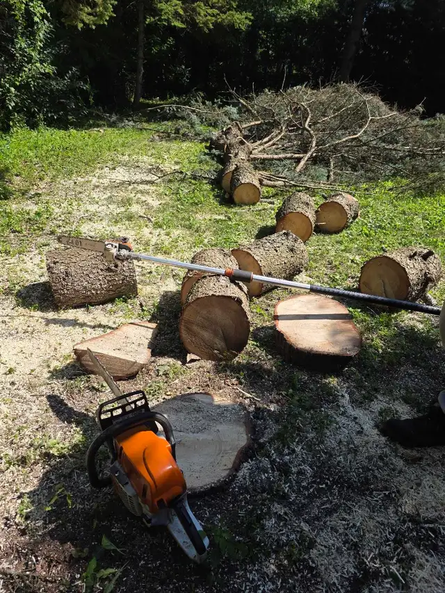 Storm Proofing Tree Service - Free Quote - 2892005156 in Lawn, Tree Maintenance & Eavestrough in City of Toronto - Image 4
