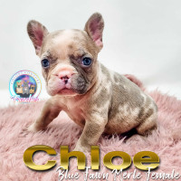 Registered French Bulldogs Cream, Blue, Merle Tri Points, Lilac