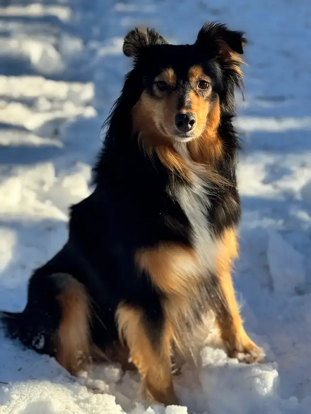 Purebred Australian Shepherd Puppies in Dogs & Puppies for Rehoming in St. Albert - Image 5