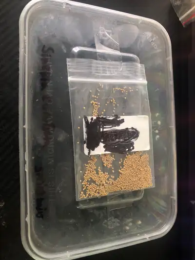 Terrarium springtail starter cultures, View more