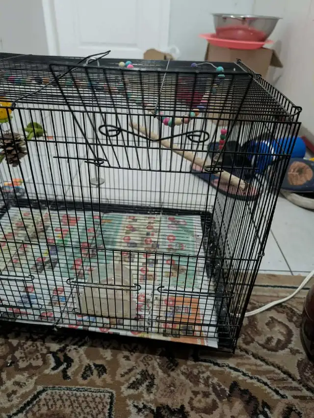 large cage for birds  in Birds for Rehoming in Delta/Surrey/Langley - Image 3