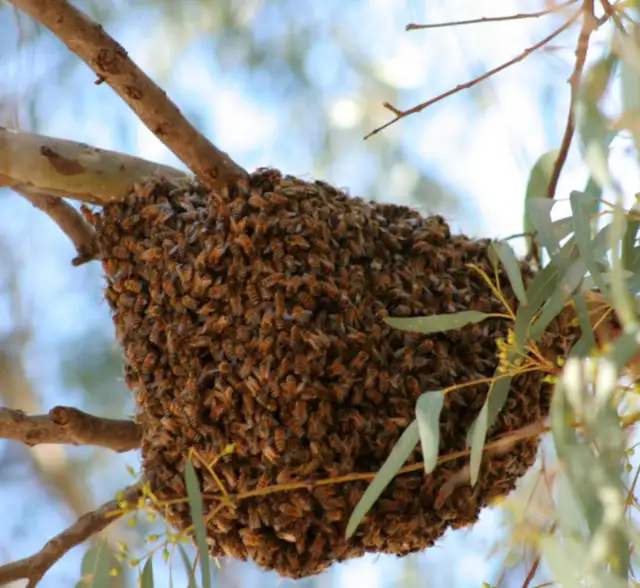 Honey Bee Swarm Removal Services in Equestrian & Livestock Accessories in Winnipeg - Image 3