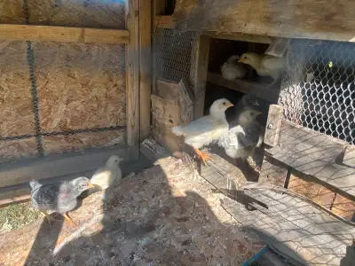 barn yard mix chicks , View more