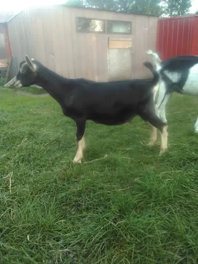 alpine buck, View more