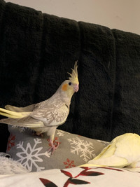 Cockatiel to rehome 