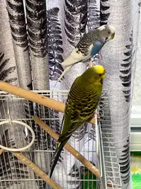 2 loving Budgies for rehoming. 