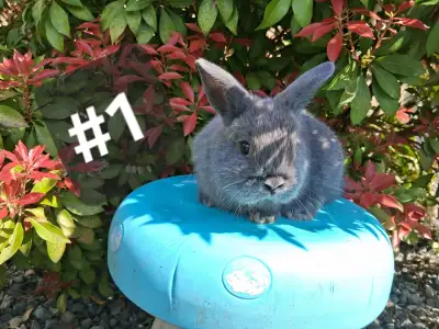 World's Cutest Bunnies!, View more