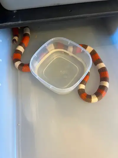 Hypo Pueblan Milksnake, View more