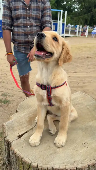 Golden Retriever Puppy Looking for a Caring Home, View more