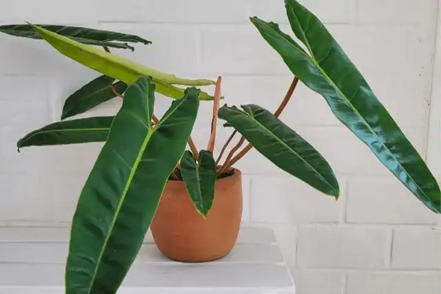 Queen anthurium -shipping62864746308867121