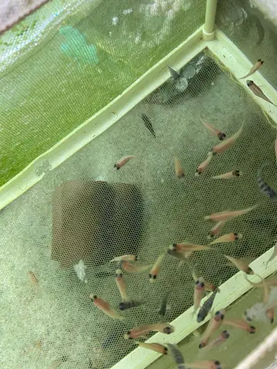 Cichlids, View more