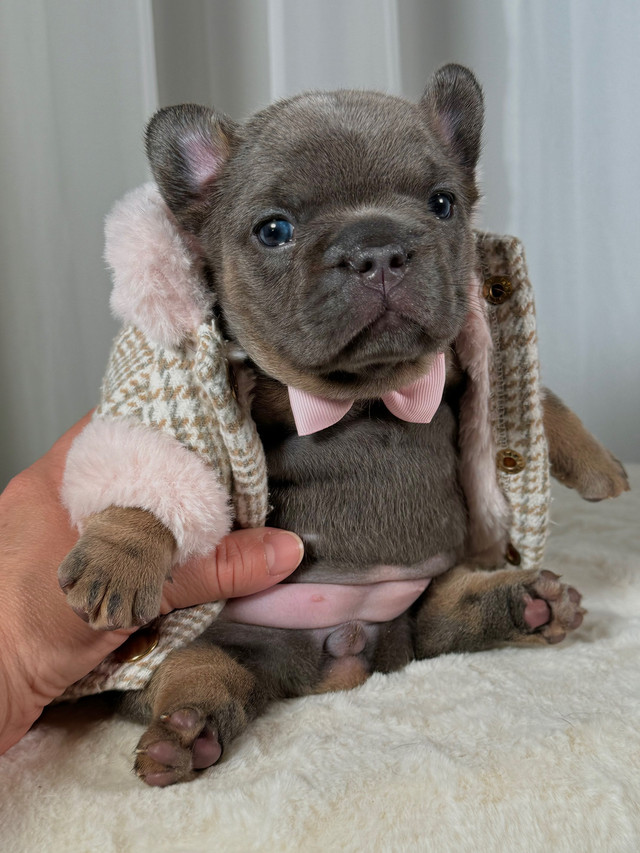   French Bulldog female fluffy & testable carrier, Ckc   in Dogs & Puppies for Rehoming in Red Deer - Image 2