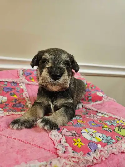 Miniature Schnauzer puppies, View more