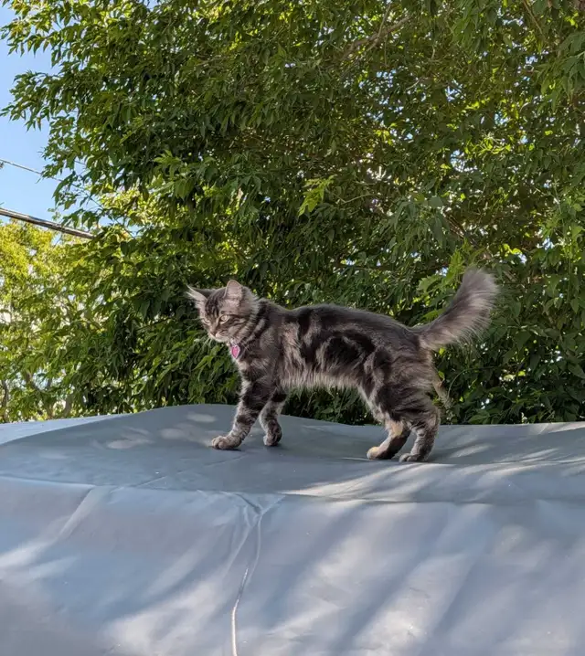 LOST CAT – Silver Tabby (Kensington / 119 St)