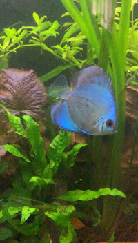  Blue Diamond Discus 4 1/2 inch approximately 