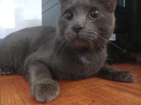 Gray male kitten