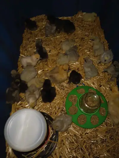 BEARDED SILKIE CHICKS LAST OF THE SEASON, View more