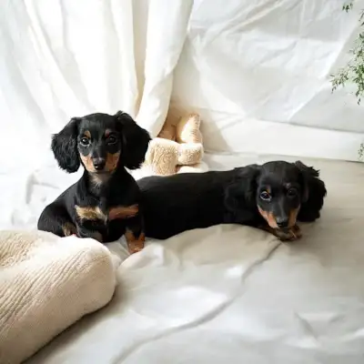 Chiots teckels miniature né le 15-12-2024. Ils sont vaccinés,(deuxième vaccin reçu), vermifugé, vu p...