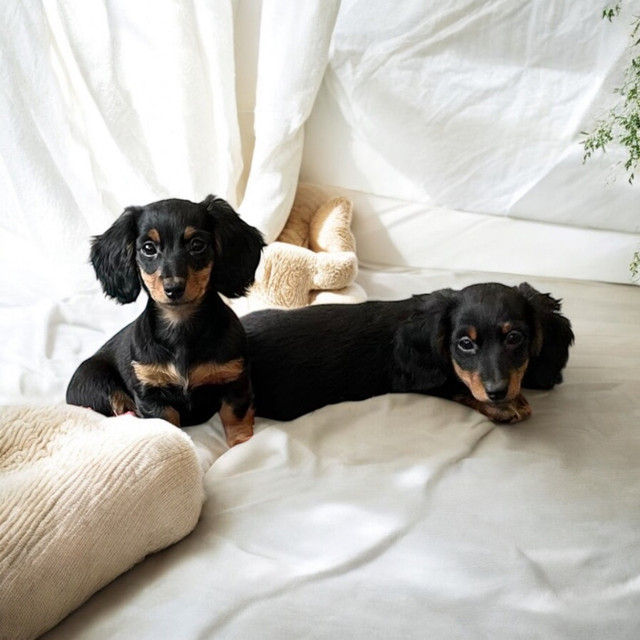 Teckel miniature dans Chiens et chiots à adopter  à Longueuil/Rive Sud