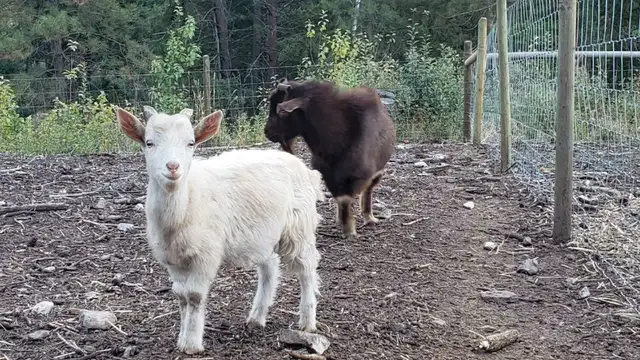 Nigerian Dwarf billy's in Livestock in Vernon - Image 4