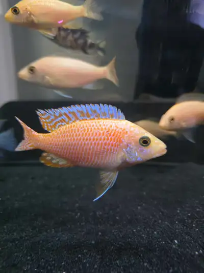 Male Dragon blood cichlid , View more