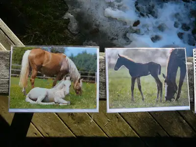 We have many horse greeting cards that are blank inside. They can be used for any occasion, or used...
