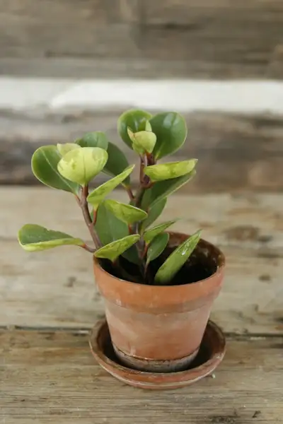 Succulent Plant, View more