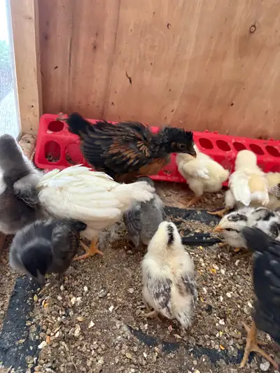 Beaux poussins 8$ , View more