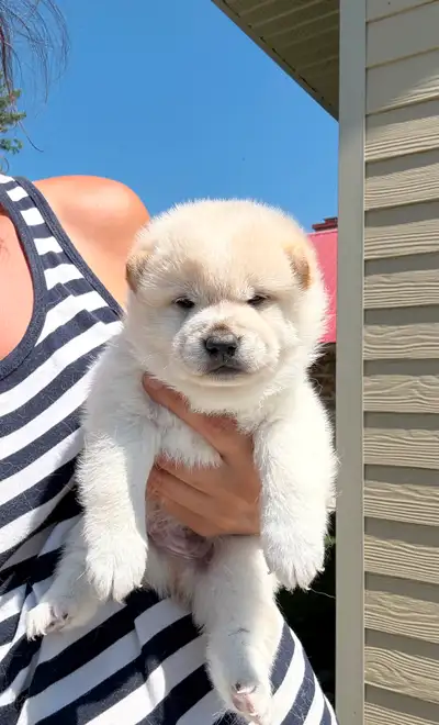 Chiots Shiba Inu puppies!! Pure race!! Micro pucé, View more