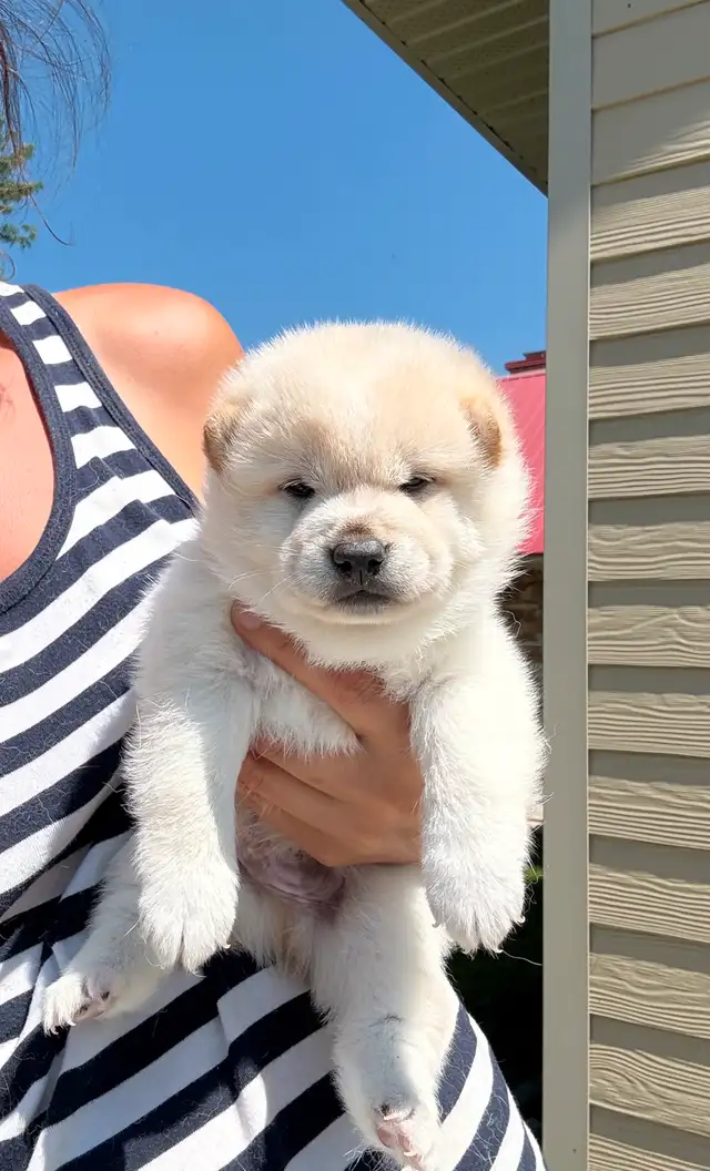 Chiots Shiba Inu puppies!! Pure race!! Micro pucé in Dogs & Puppies for Rehoming in Saint-Hyacinthe - Image 3