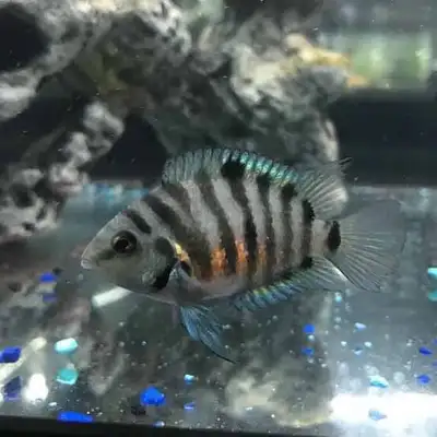 Healthy Female Convict Cichlids for Sale -Hamilton Stoney Creek, View more