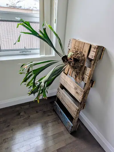 Mounted Elkhorn Fern - kitchener, View more