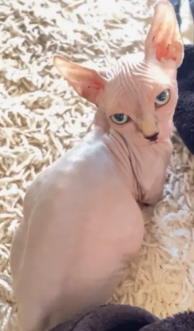 Description Sphynx Bambino femelle prête à partir! . Avec Certificat d'enregistrement TICA * Garanti...