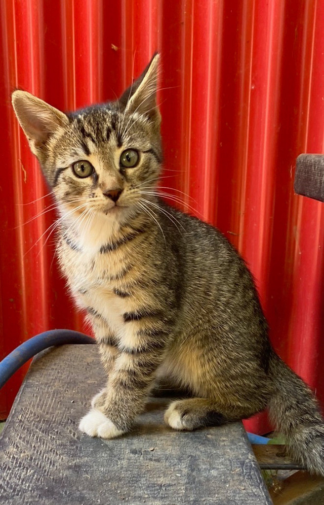 Bengal mix Kittens for adoption | Cats & Kittens for Rehoming