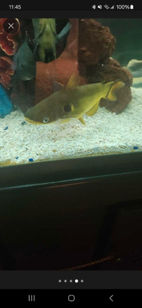 Eclipse catfish 