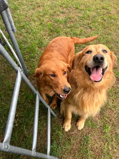 Purebred Golden Retriever puppies , View more