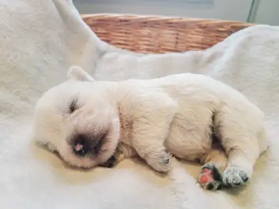 Adorable Westie Puppies!, View more