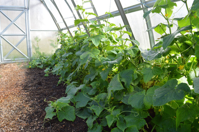 Sungrow 32' Planta Greenhouse with spare Polycarbonate Panels an in Other in Prince George - Image 4