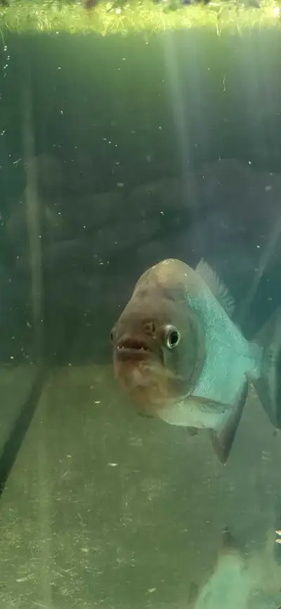 red belly piranha - 9 inch adult, View more