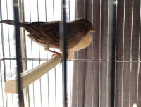 SERIN CANARI FEMELLE DE 1 AN PRÊTE POUR LA REPRODUCTION