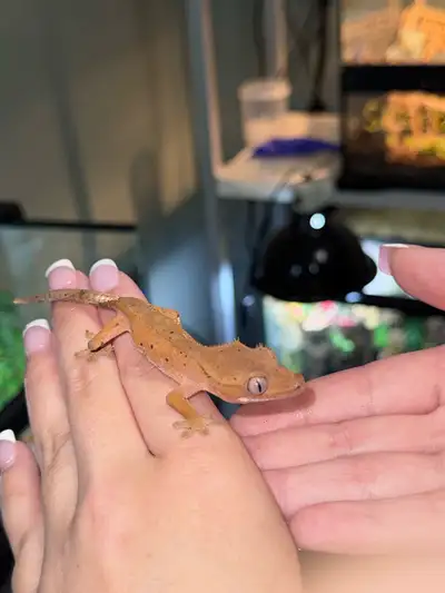 Crested gecko / Lizard , View more