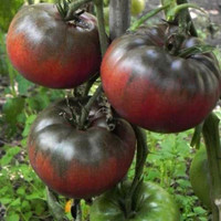 Tomate Noire de Tula ( plant )