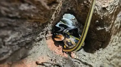 taiwanese beauty ratsnake, View more