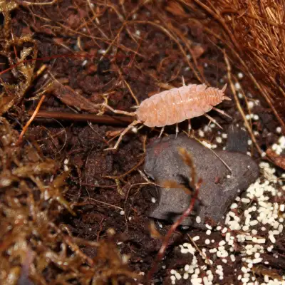 Isopods, Springtails, Bioactive Supplies, View more