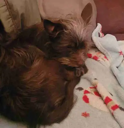 Due to work conflict I must re-home Louie...a 10 month Morkie/Chihuahua, best suited for female owne...