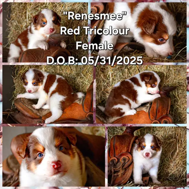 Border Collie (Health Tested Parents) in Dogs & Puppies for Rehoming in Hamilton - Image 2