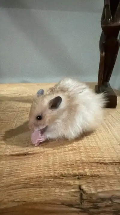 Free baby hamsters, View more