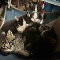 Kittens 
