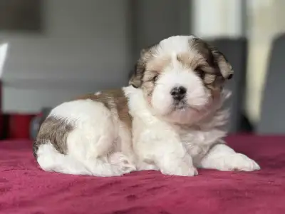 PETITS MORKIES DISPONIBLES, View more