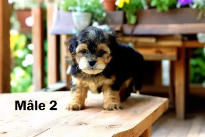 2 MAGNIFIQUES CHIOTS MORKIE VACCINÉS GARANTIE KIT DÉPART +, View more